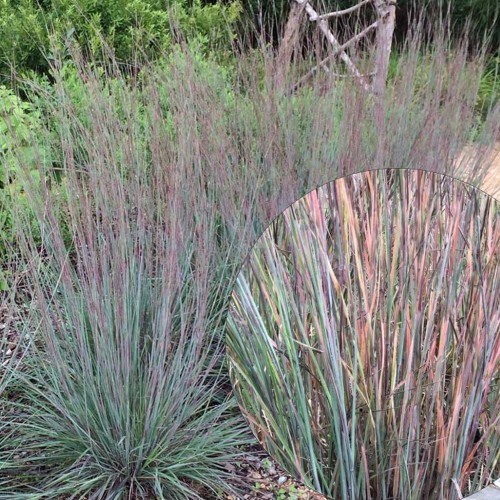 Schizachyrium scoparium 'Prairie Blues' - Tihe sinikõrs 'Prairie Blues' P9/0,55L